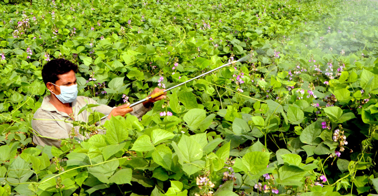 ঘন কুয়াশায় সবজি চাষিদের মাথায় হাত