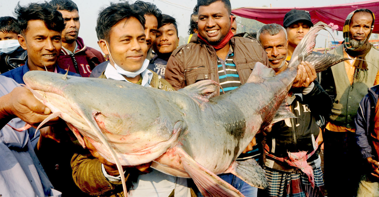 পোড়াদহ মেলায় লাখ টাকার বাঘাইড়, সাড়ে ২৫ হাজার টাকার কাতলা