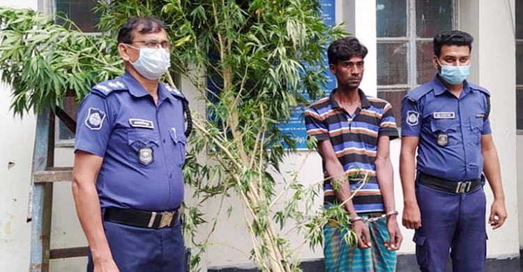 বগুড়ায় গাঁজার গাছসহ যুবক গ্রেফতার