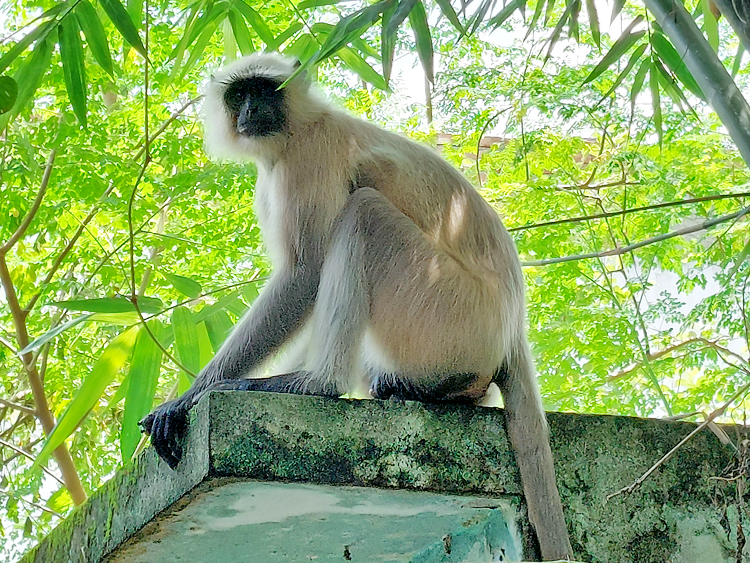 লোকালয়ে ঘুরে বেড়াচ্ছে কালোমুখো হনুমান