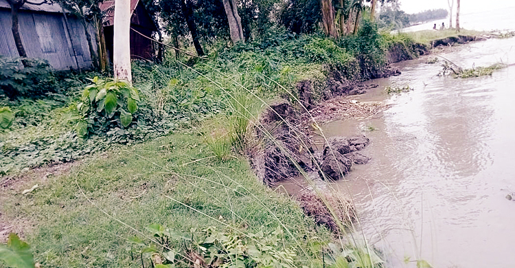 ধুনটে যমুনার তীর রক্ষা বাঁধে ভাঙন, ঝুঁকিতে বসতবাড়ি