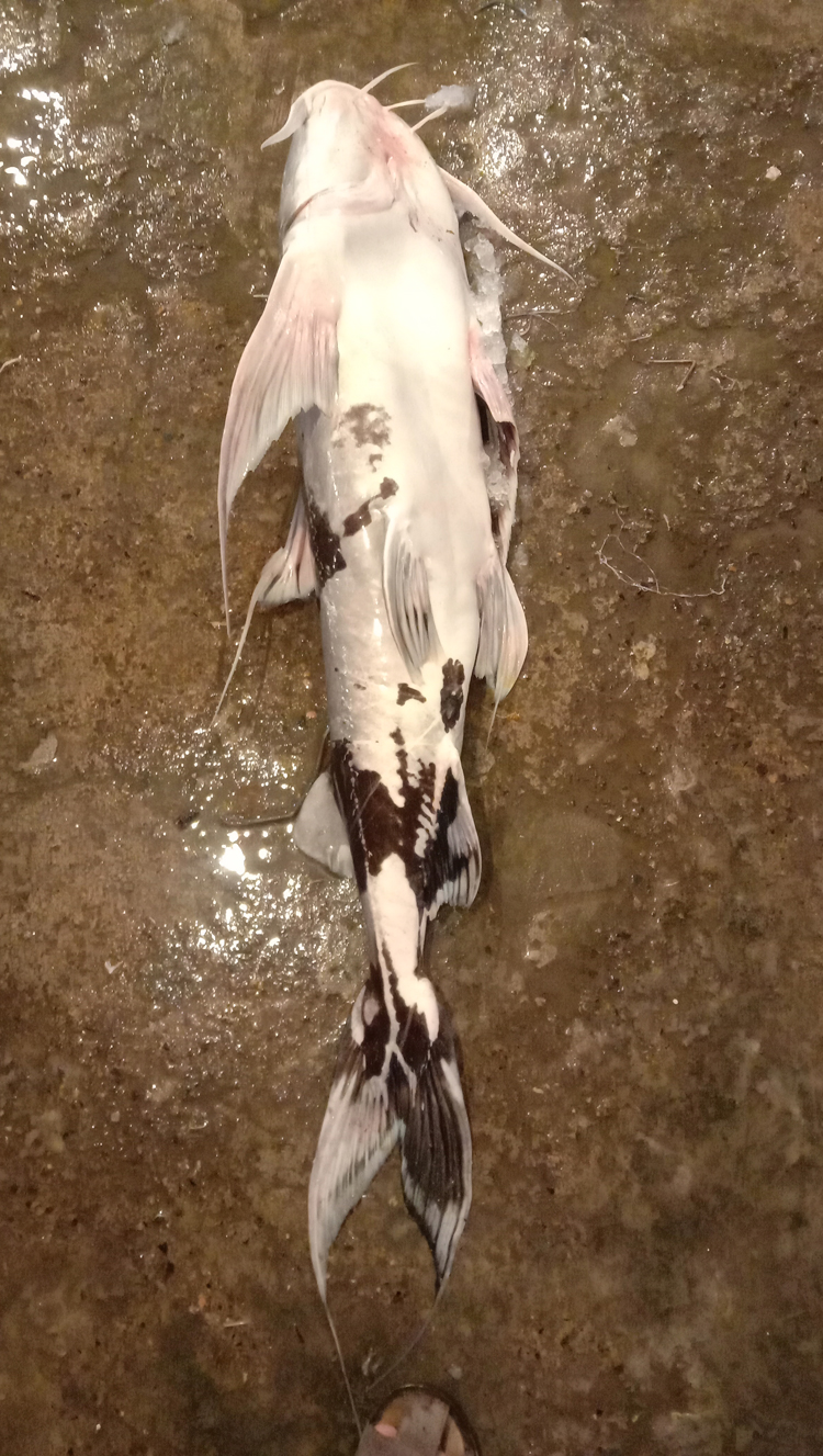 ভৈরবের আড়তে ১২ কেজি ওজনের বাঘাইড়