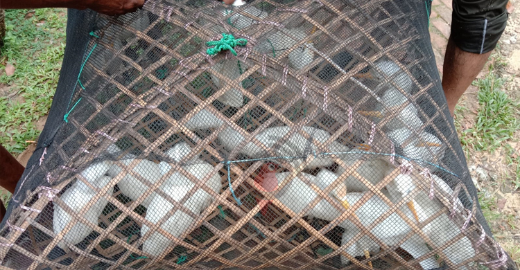 মুক্ত আকাশে উড়লো ১০৩ সাদা বক