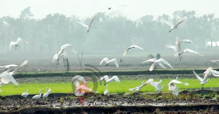 হারিয়ে যাচ্ছে কৃষকের বন্ধু বক
