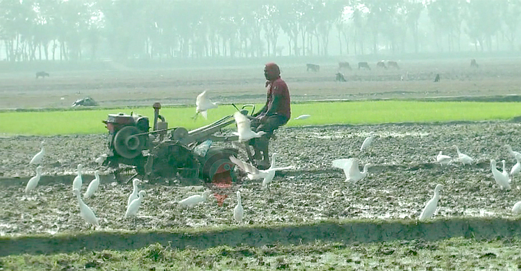হারিয়ে যাচ্ছে কৃষকের বন্ধু বক