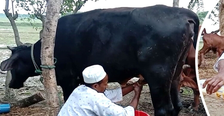 ৭ মাসের বকনা দিনে দুধ দিচ্ছে ৩ লিটার | ২০ জুন ২০২১