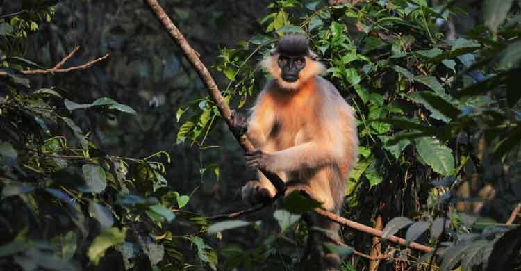 লাল হনুমান রক্ষায় র্যাব, আসেনি বনবিভাগ