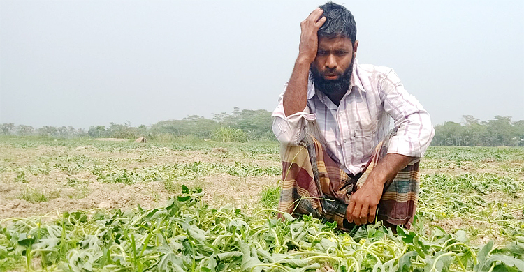 তরমুজ ক্ষেতে ভুল কীটনাশক দিয়ে চাষির মাথায় হাত