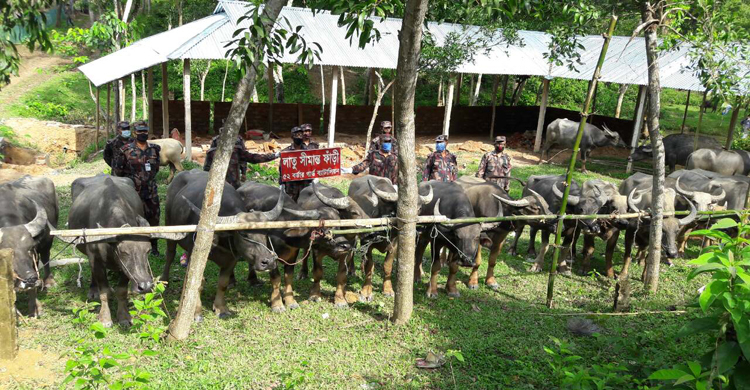 করোনার মধ্যেও মৌলভীবাজার সীমান্তে থেমে নেই চোরাচালান