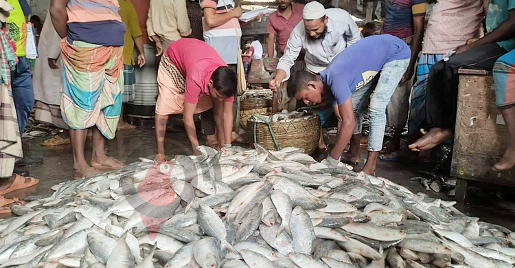নিষেধাজ্ঞা সামনে রেখে বেড়েছে ইলিশের দাম