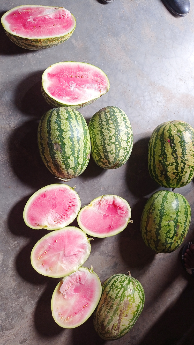 বরগুনায় বিক্রি হচ্ছে কেমিক্যাল মেশানো তরমুজ