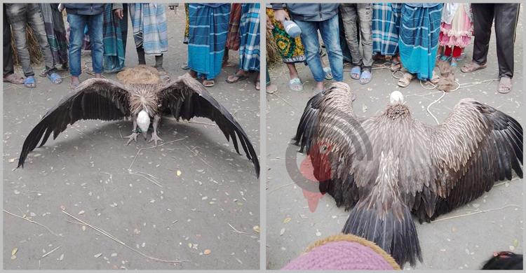 ধানক্ষেতে বিলুপ্ত প্রজাতির অসুস্থ শকুন পেয়ে ৯৯৯-এ ফোন