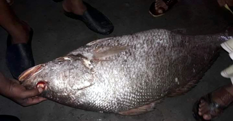 ২২ কেজি ওজনের মাছটির দাম আড়াই লাখ টাকা