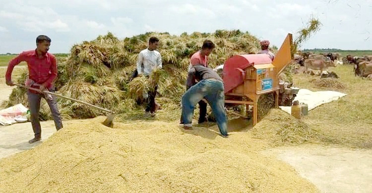 বোরো উৎপাদনে রেকর্ড