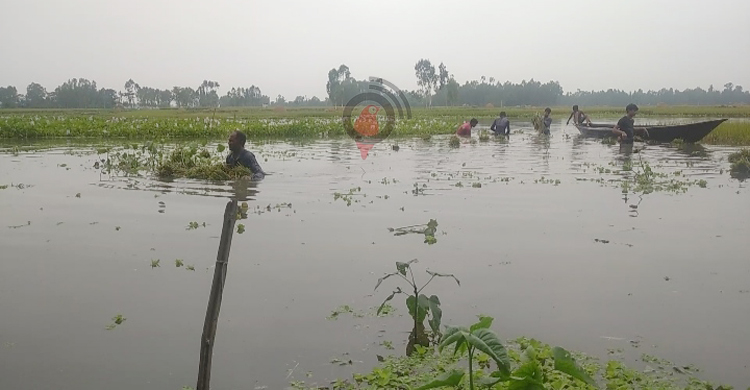 বোরো ক্ষেতে কোমরপানি, দিশেহারা কৃষক
