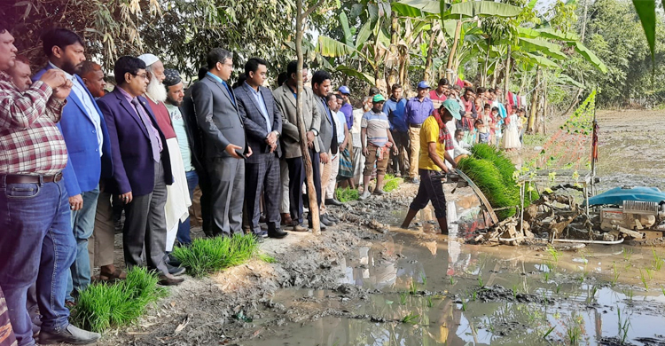 চুয়াডাঙ্গায় সমলয়ে বোরো ধান চাষের উদ্বোধন