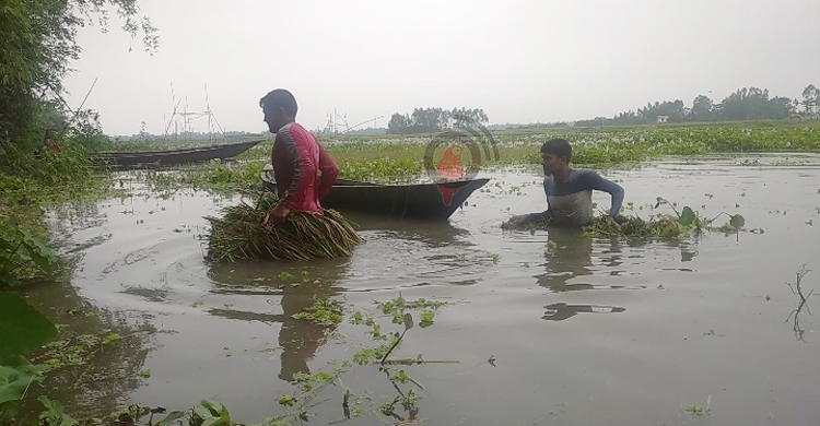 বোরো ক্ষেতে কোমরপানি, দিশেহারা কৃষক