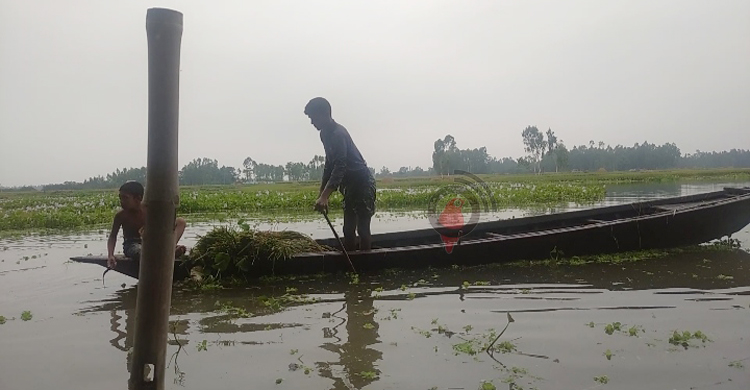 বোরো ক্ষেতে কোমরপানি, দিশেহারা কৃষক