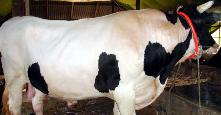 ৩৬ মণের বড় সাহেবের দাম ১০ লাখ টাকা