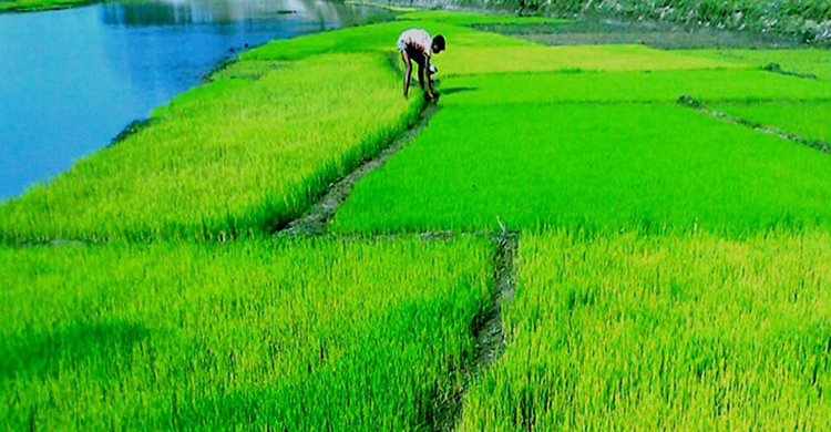Rangpur region to produce record 22.30-lakh tonnes Boro rice