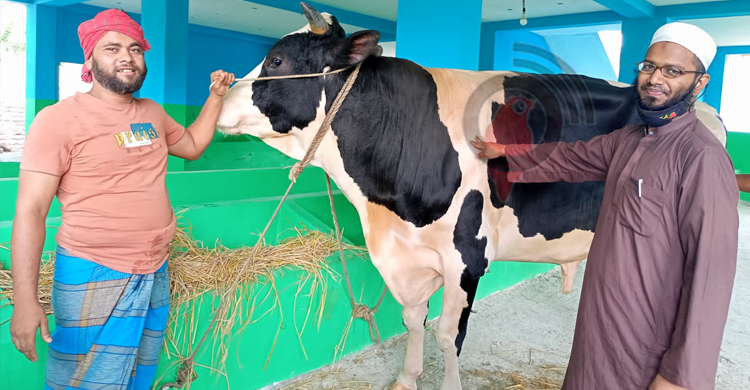 জেলার সবচেয়ে বড় গরু ‘বরিশালের বস’