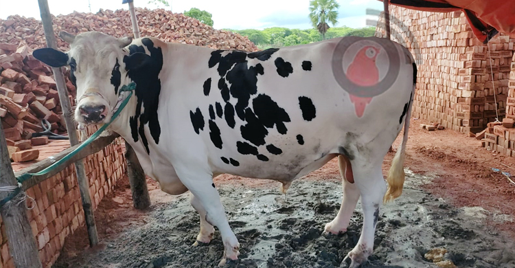 উপজেলার সবচেয়ে বড় গরু ‘বরিশালের বস’ ও ‘তুফান’