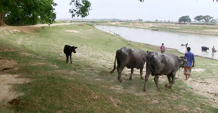 ব্রাহ্মণবাড়িয়ায় মহিষসহ সাঁতরে নদী পার হতে গিয়ে যুবক নিখোঁজ