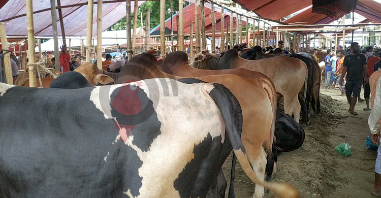 শেষ দিনে ব্রাহ্মণবাড়িয়ায় হতাশ গরু বিক্রেতারা, সন্তুষ্ট ক্রেতারা