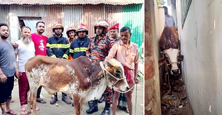 দুই দেওয়ালে আটকা পড়লো গরু, উদ্ধার করলো ফায়ার সার্ভিস