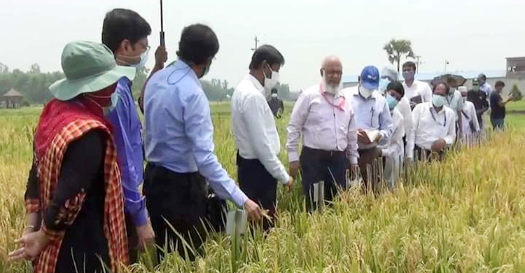 ধানের ফলন হেক্টরপ্রতি ১৫ টনে উন্নীত করবে এসিআই
