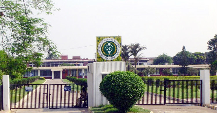 একাধিক পদে চাকরি দেবে ধান গবেষণা ইনস্টিটিউট