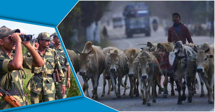 বাংলাদেশ সীমান্তে গরু পাচারে জড়িত বিএসএফ কর্মকর্তা আটক