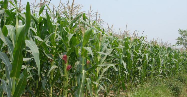 ছুটিতে এলাকায় গিয়ে বন্ধুর হাতে জীবন গেল মাদরাসাছাত্রের