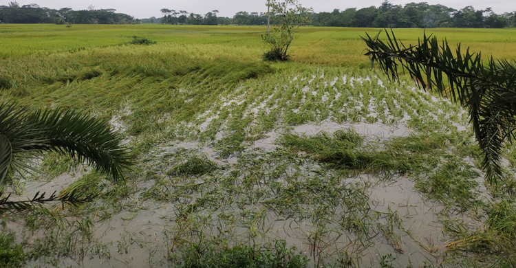বুলবুলে নিঃস্ব কৃষক