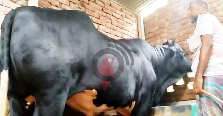 ২০ মণের ‘রাজা’কে নিয়ে শঙ্কায় কাদের, দাম চাচ্ছেন ১২ লাখ