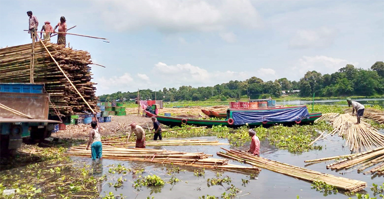 নিষেধাজ্ঞার পর রাঙ্গামাটি থেকে বাঁশ পরিবহন শুরু