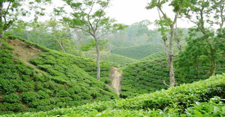 মৌলভীবাজারে চালু হচ্ছে ট্যুরিস্ট বাস