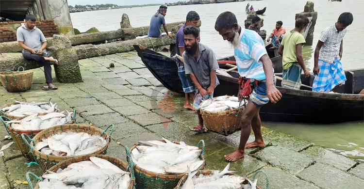 ঝাঁকে ঝাঁকে ইলিশ নিয়ে কক্সবাজার মৎস্যঘাটে ফিরছে ট্রলার