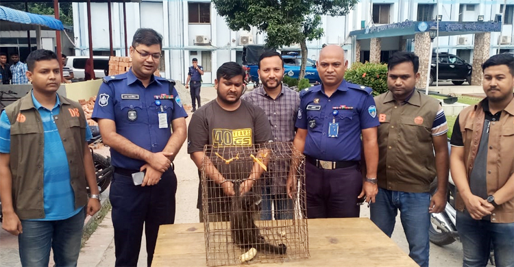 বাস থেকে মহাবিপন্ন উল্লুক উদ্ধার, যুবক কারাগারে