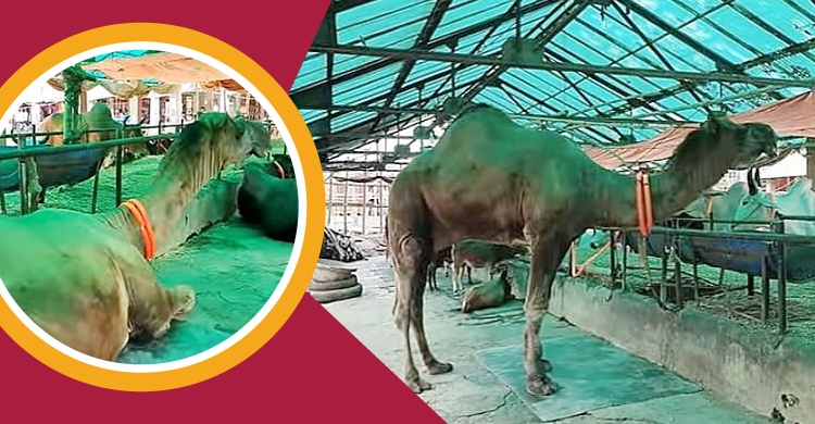 ১৪ লাখে বিক্রি হবে উটটি