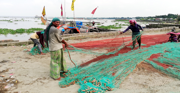 ইলিশ ধরা বন্ধ, এখনও চাল পাননি চাঁদপুরের জেলেরা
