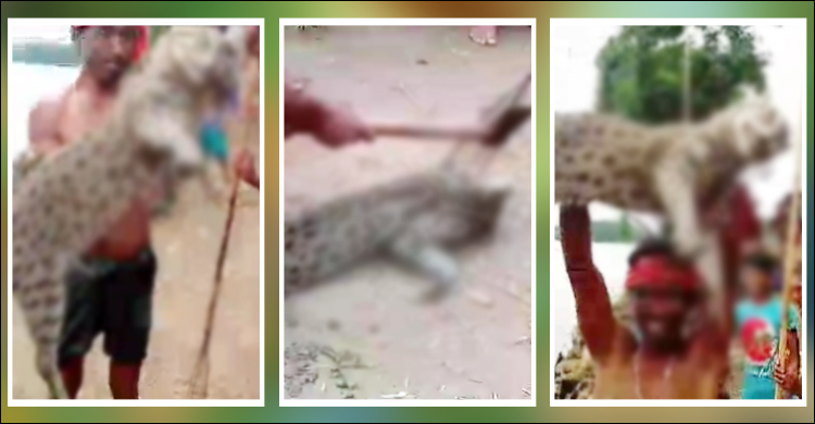 মেছোবাঘকে পিটিয়ে হত্যার পর ফেলা হলো হাওরে