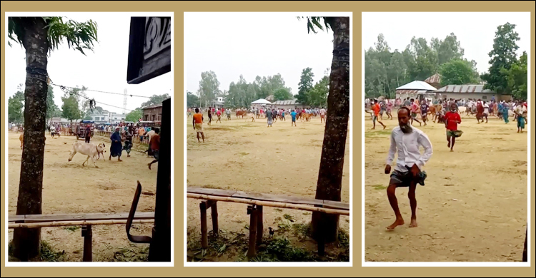 নওগাঁয় পশুর হাটে ইউএনওর অভিযান, মুহূর্তেই ফাঁকা