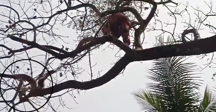 ৩ দিন গাছে আটকে থাকা বিড়াল উদ্ধার করল ফায়ার সার্ভিস