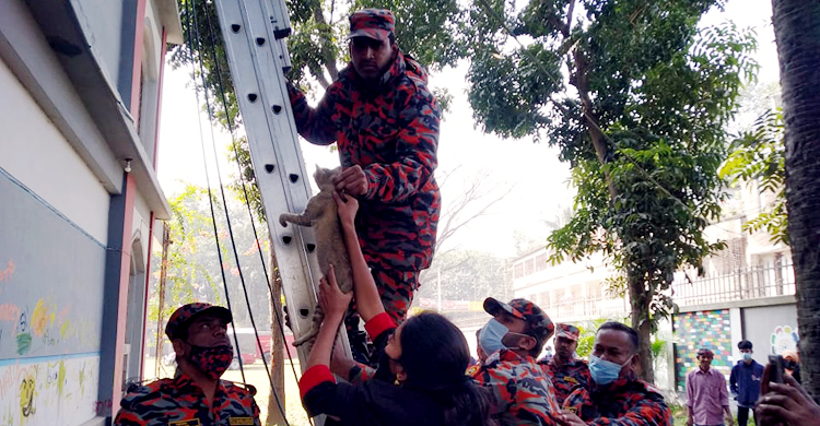 অবশেষে প্রাণে বাঁচলো বিড়ালটি