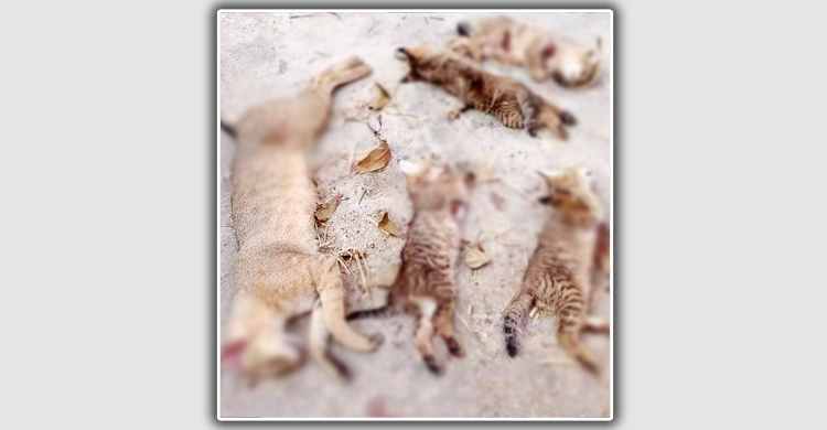 মা বিড়ালসহ ৪ ছানাকে কুপিয়ে হত্যা করলো প্রবাসীর পরিবার