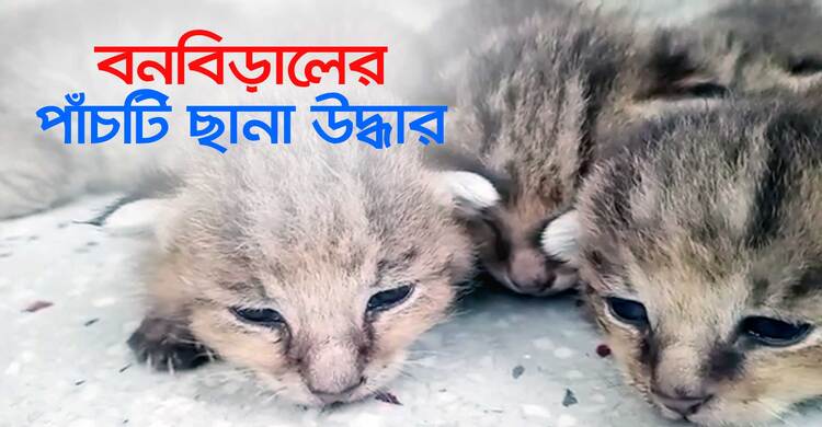 ঘাসের জমি থেকে উদ্ধার বনবিড়ালের পাঁচ ছানা | ১৮ মে ২০২২
