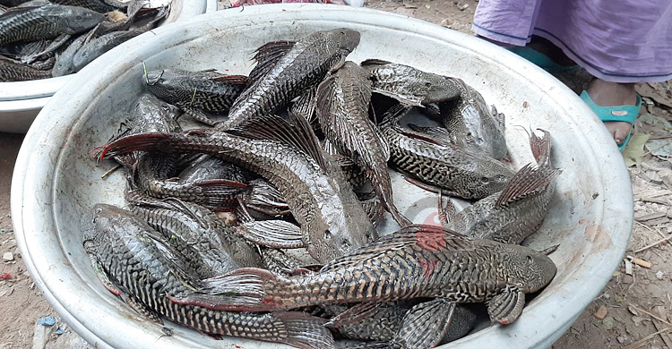 সাকার মাছ বিক্রি হচ্ছে পাড়া-মহল্লায়