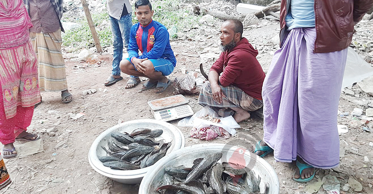 ক্ষতিকর সাকার মাছ বিক্রি হচ্ছে পাড়া-মহল্লায়