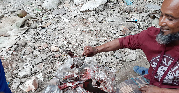 ক্ষতিকর সাকার মাছ বিক্রি হচ্ছে পাড়া-মহল্লায়